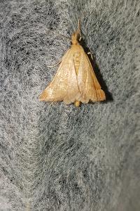 <i>Synaphe punctalis</i>