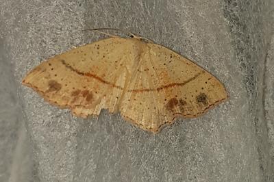 <i>Cyclophora punctaria</i>