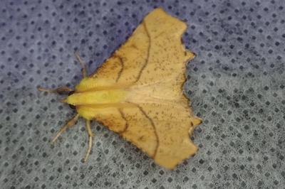 <i>Ennomos alniaria</i>