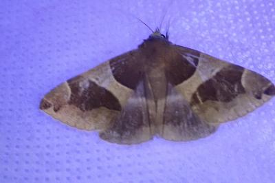 <i>Dysgonia algira</i>