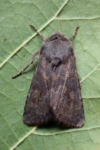 <i>Aporophyla lueneburgensis</i>