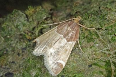 <i>Pyralis farinalis</i>