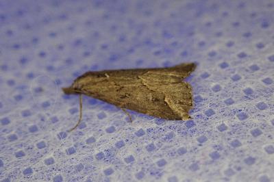 <i>Schrankia costaestrigalis</i>