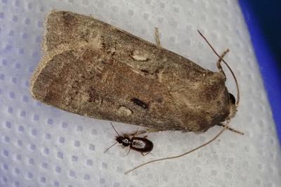 <i>Agrotis trux</i>