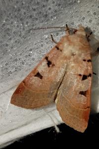 <i>Eugnorisma glareosa</i>