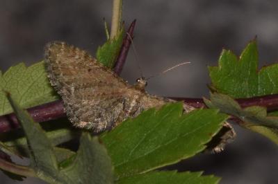 <i>Eupithecia vulgata</i>