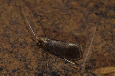 <i>Nematopogon metaxella</i>
