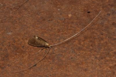 <i>Nematopogon metaxella</i>