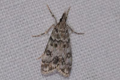 <i>Eudonia lacustrata</i>