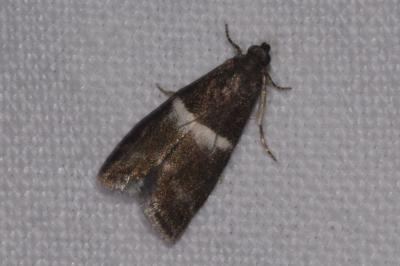 <i>Elegia similella</i>