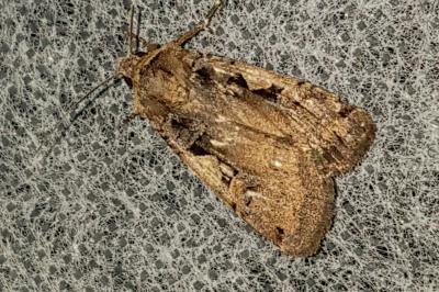 <i>Xestia c-nigrum</i>
