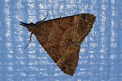 Hypena obsitalis