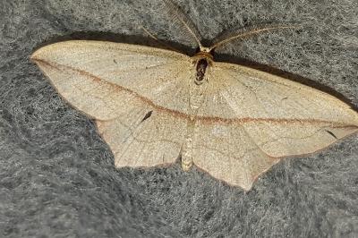 <i>Timandra comae</i>