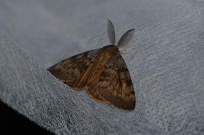 <i>Lymantria dispar</i>
