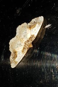 <i>Ligdia adustata</i>