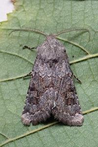<i>Aporophyla lueneburgensis</i>