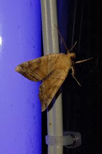 <i>Cosmia trapezina</i>