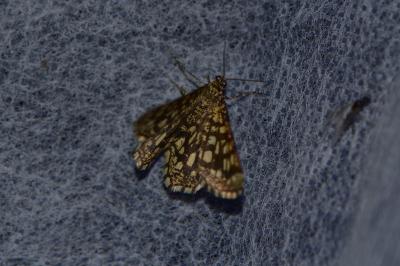 <i>Chiasmia clathrata</i>