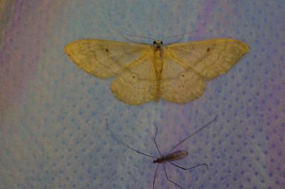 <i>Idaea deversaria</i>
