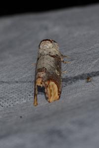 <i>Phalera bucephala</i>