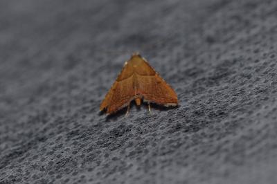 <i>Endotricha flammealis</i>