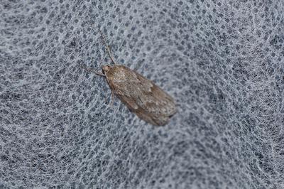 <i>Pachycnemia hippocastanaria</i>