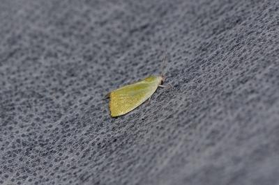 <i>Earias clorana</i>