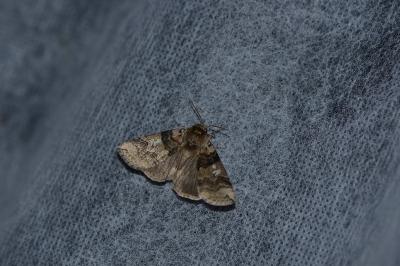 <i>Tethea or</i>