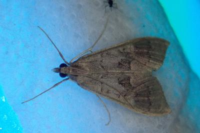 <i>Mecyna asinalis</i>