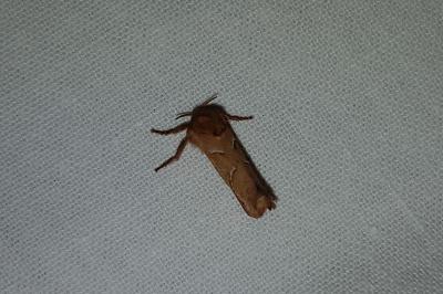 <i>Triodia sylvina</i>