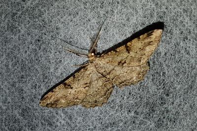 <i>Peribatodes rhomboidaria</i>