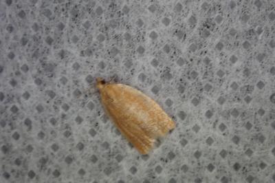 <i>Clepsis consimilana</i>