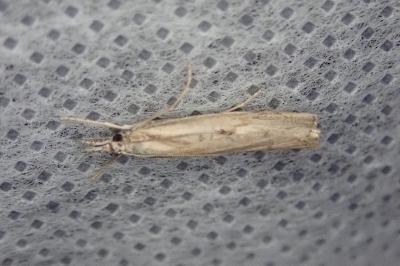 <i>Agriphila geniculea</i>