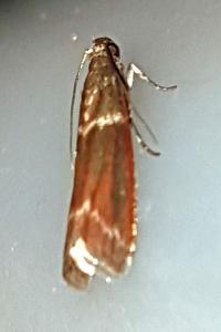 <i>Cryptoblabes bistriga</i>