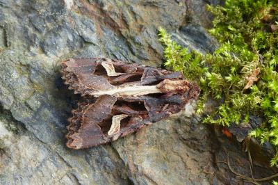 <i>Trigonophora flammea</i>