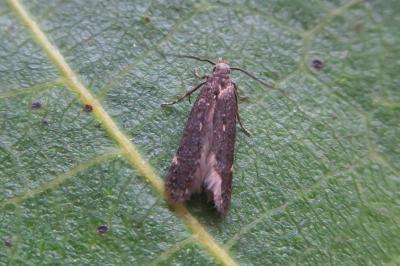 <i>Aproaerema anthyllidella</i>