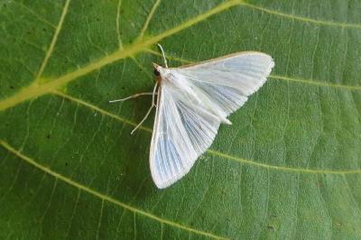 <i>Palpita vitrealis</i>