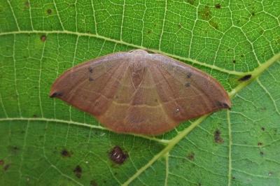 <i>Watsonalla binaria/uncinula</i>
