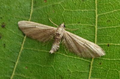 <i>Eupithecia innotata</i>