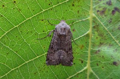 <i>Aporophyla lueneburgensis</i>
