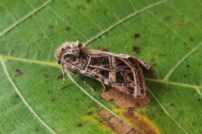 <i>Leucochlaena oditis</i>