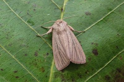 <i>Mythimna pudorina</i>