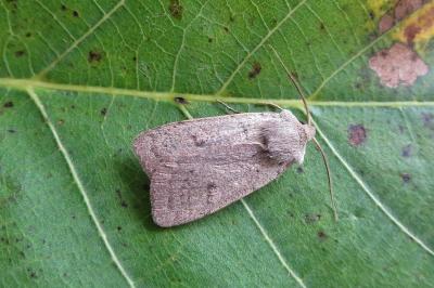 <i>Xestia castanea</i>