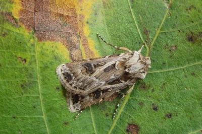 <i>Agrotis vestigialis</i>