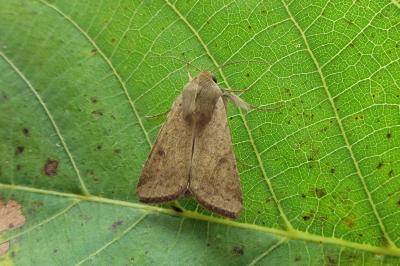 <i>Helicoverpa armigera</i>