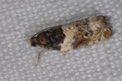 <i>Gypsonoma dealbana</i>