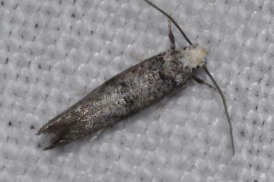<i>Paraswammerdamia nebulella</i>