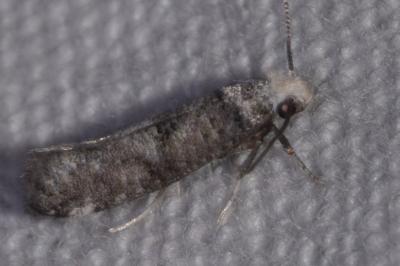<i>Paraswammerdamia nebulella</i>