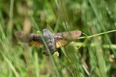 <i>Macroglossum stellatarum</i>