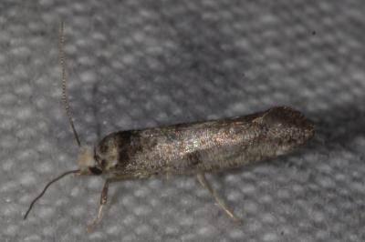 <i>Paraswammerdamia nebulella</i>